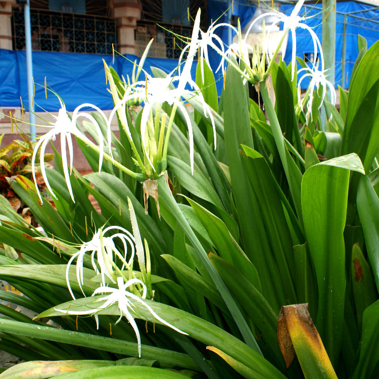Spider Lily Seeds - Heirloom Flower Garden Seeds for Growing