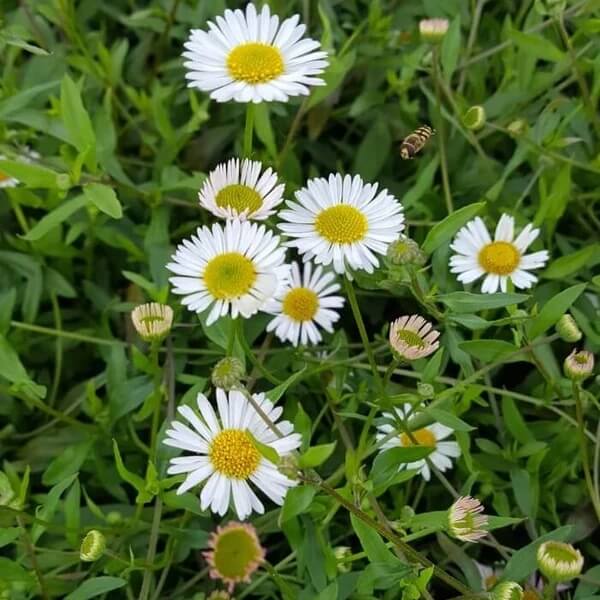 Spreading Perennial Daisy seeds 