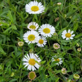 Spreading Perennial Daisy seeds 