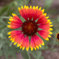 Squaw Carpet Gaillardia Seeds - Heirloom Flower Garden Seeds for Growing