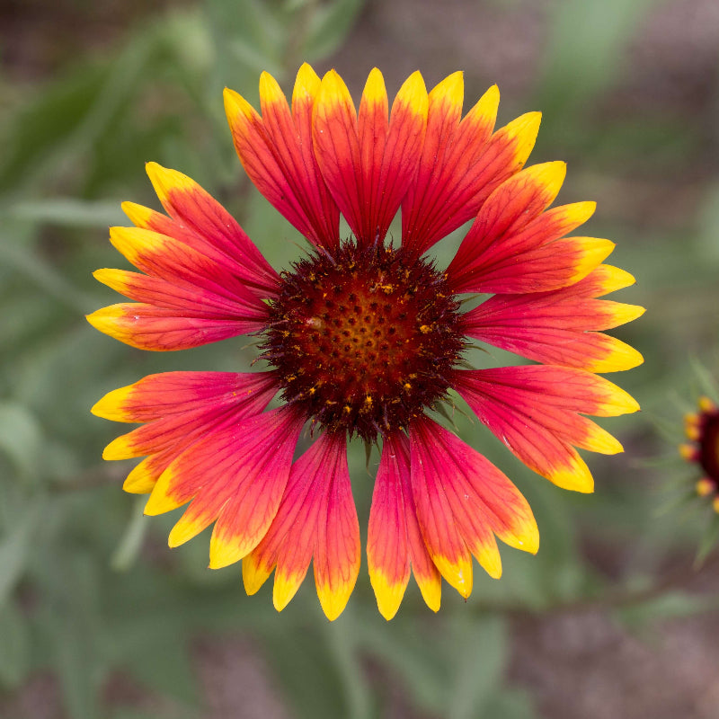 Squaw Carpet Gaillardia Seeds - Heirloom Flower Garden Seeds for Growing