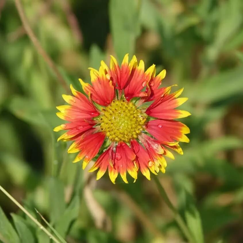 Squaw Carpet Gaillardia Seeds - Heirloom Flower Garden Seeds for Growing