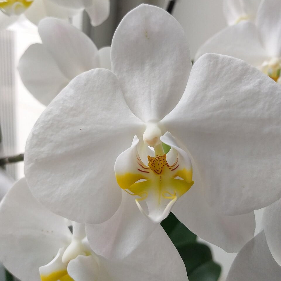Standard Phalaenopsis Orchid Seeds -  Heirloom Flower Garden Seeds for Growing