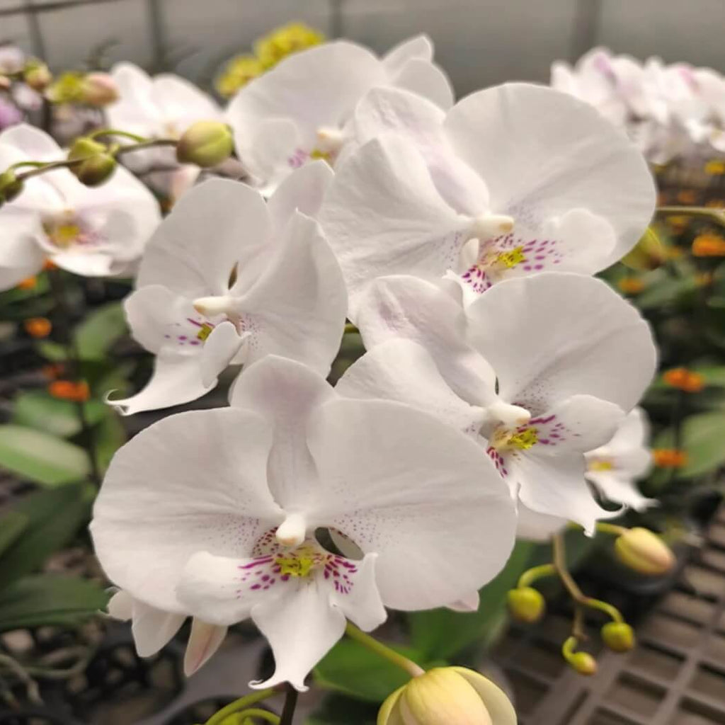 Standard Phalaenopsis Orchid Seeds -  Heirloom Flower Garden Seeds for Growing