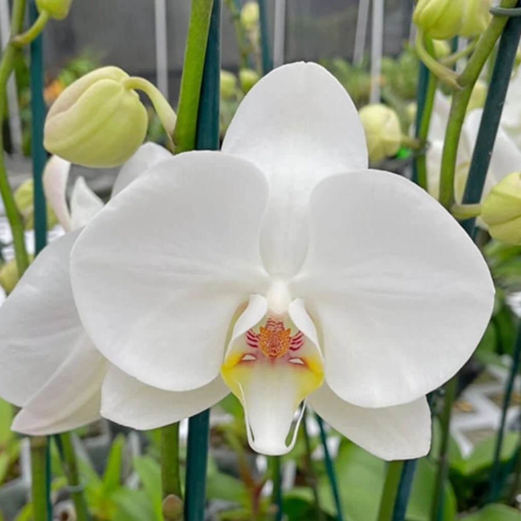 Standard Phalaenopsis Orchid Seeds -  Heirloom Flower Garden Seeds for Growing