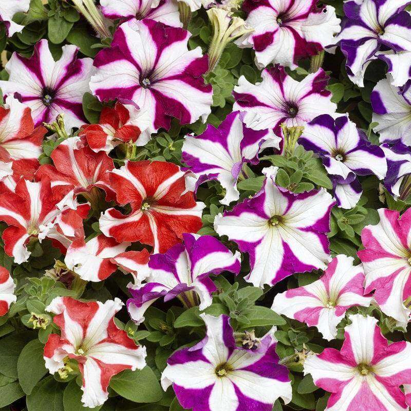 Star Mix Petunia Seeds - Heirloom Flower Garden Seeds for Growing
