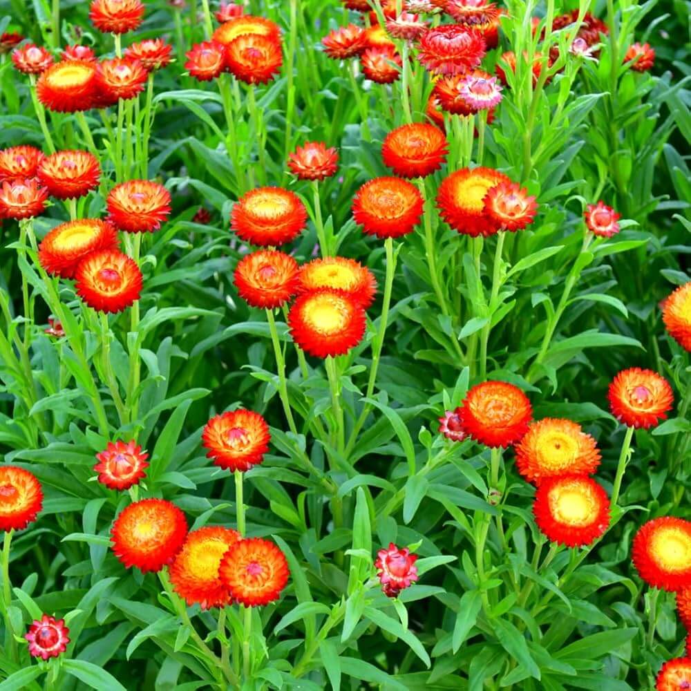 Strawberry Hydrangea Seeds - Heirloom Flower Garden Seeds for Growing