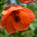 Striatum Abutilon Seeds - Heirloom Flower Garden Seeds for Growing