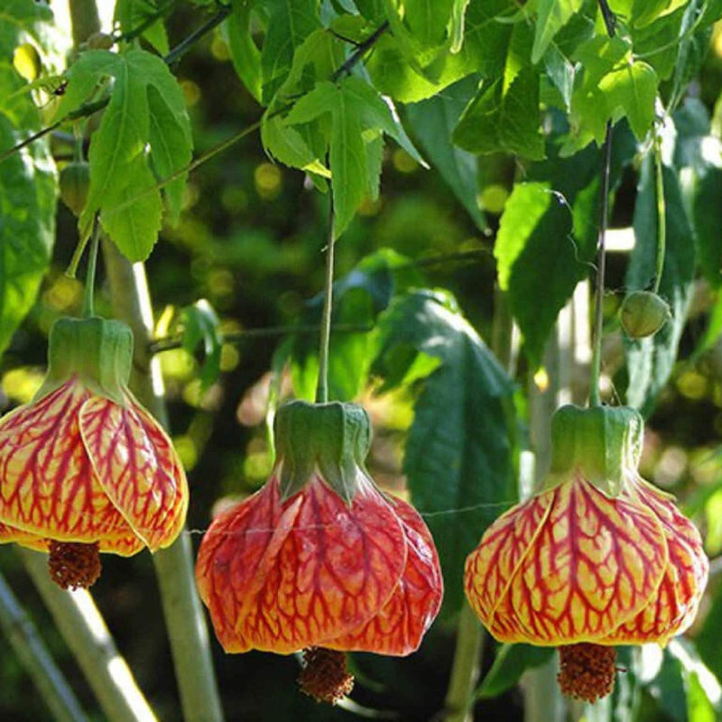 Striatum Abutilon Seeds - Heirloom Flower Garden Seeds for Growing