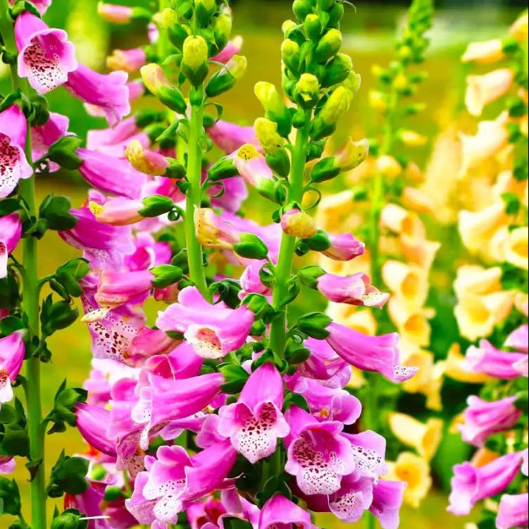 Stunning Summer Foxglove Seeds - Heirloom Flower Garden Seeds for Growing