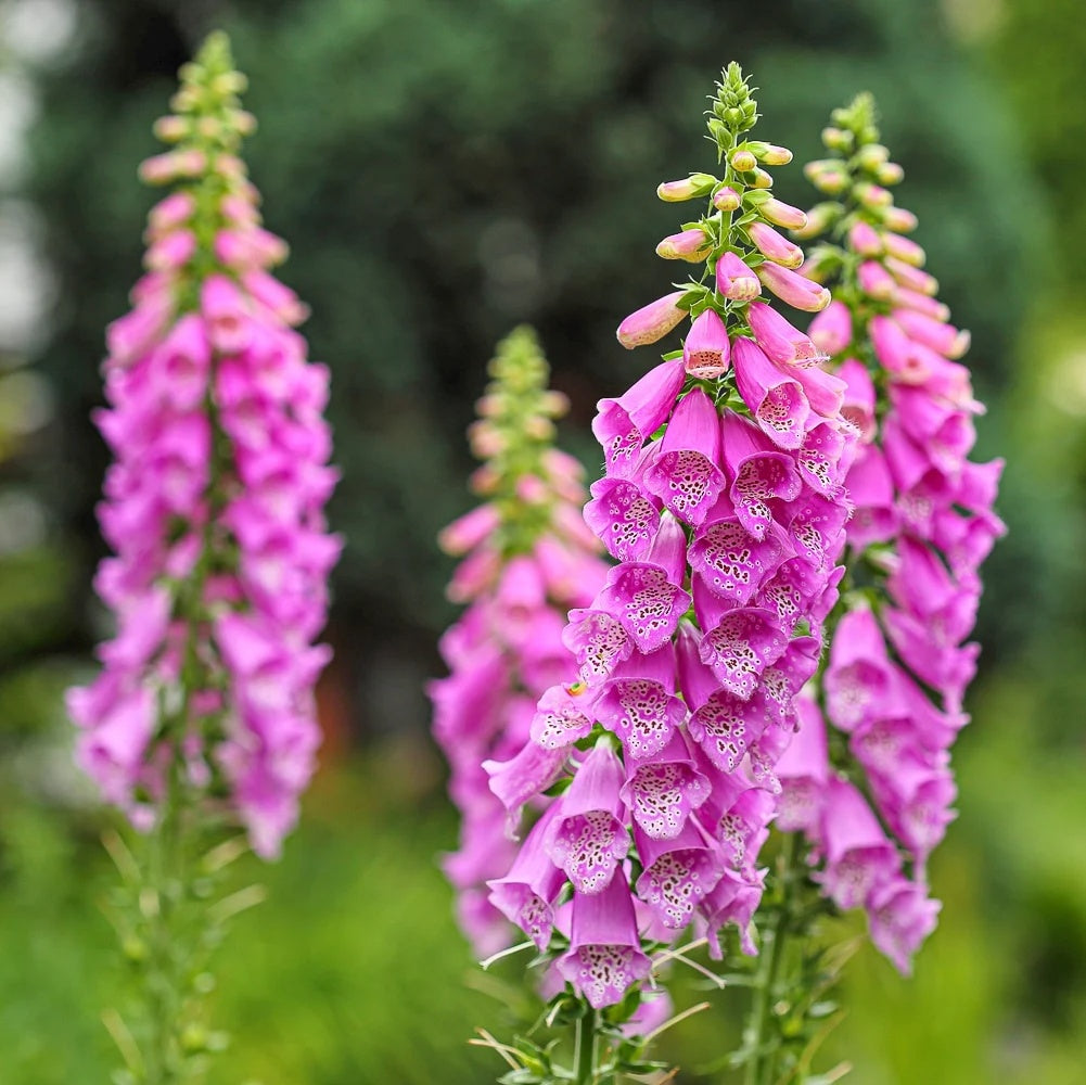 Stunning Summer Foxglove Seeds - Heirloom Flower Garden Seeds for Growing