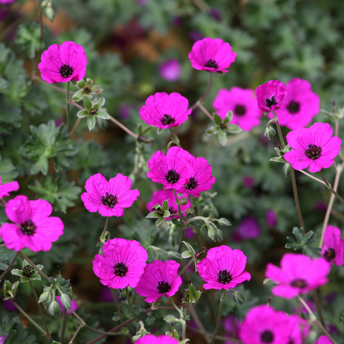 Subcaulescens Geranium Seeds - Heirloom Flower Garden Seeds for Growing