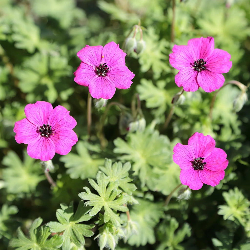 Subcaulescens Geranium Seeds - Heirloom Flower Garden Seeds for Growing