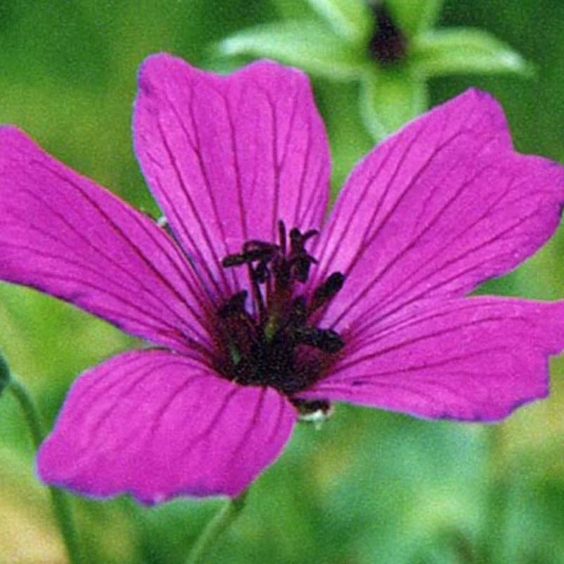 Subcaulescens Geranium Seeds - Heirloom Flower Garden Seeds for Growing