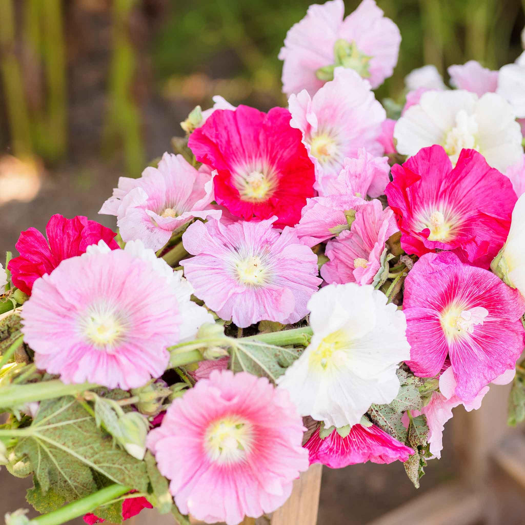 Summer Carnival Hollyhock Seeds - Heirloom Flower Garden Seeds for Growing