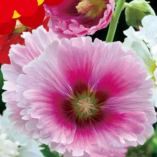 Summer Carnival Hollyhock Seeds - Heirloom Flower Garden Seeds for Growing