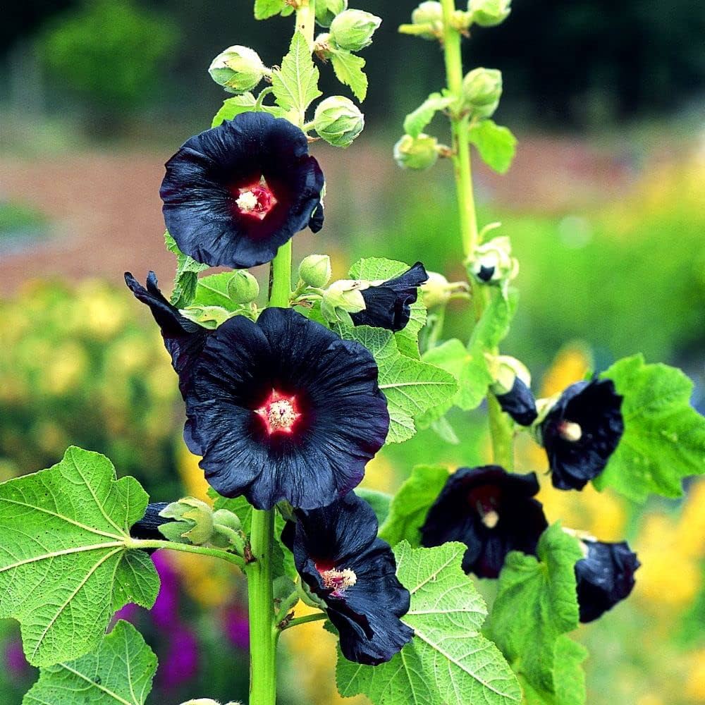 Summer Carnival Hollyhock Seeds - Heirloom Flower Garden Seeds for Growing