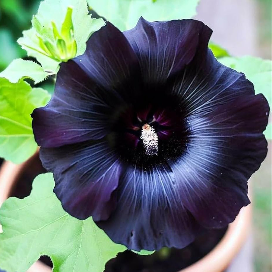 Summer Carnival Hollyhock Seeds - Heirloom Flower Garden Seeds for Growing