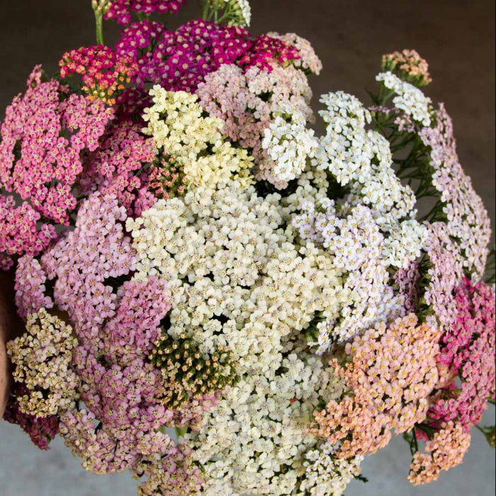 Summer Pastels Achillea Seeds - Heirloom Flower Garden Seeds for Growing