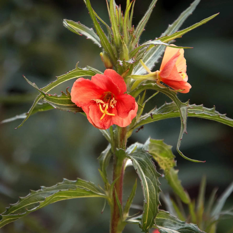 Sun Orange Primrose Seeds -  Heirloom Flower Garden Seeds for Growing