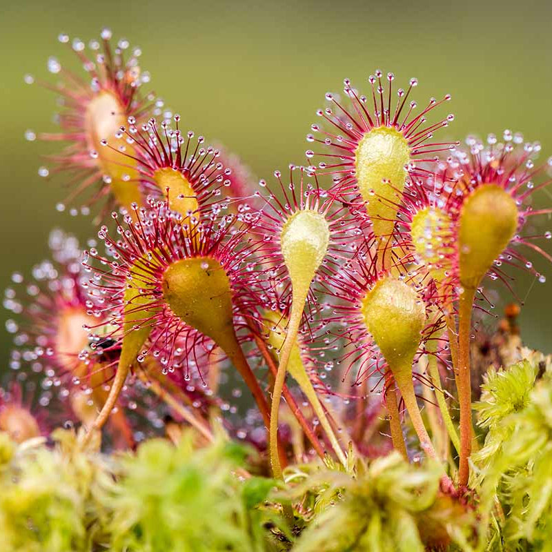 Sundew Seeds - Heirloom Flower Garden Seeds for Growing