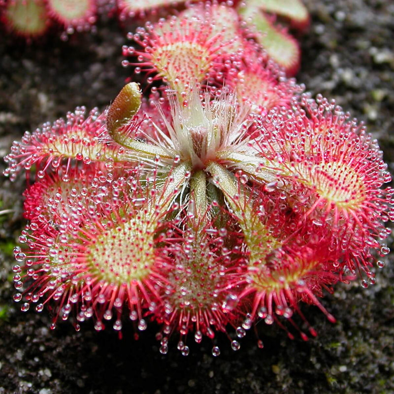 Sundew Seeds - Heirloom Flower Garden Seeds for Growing