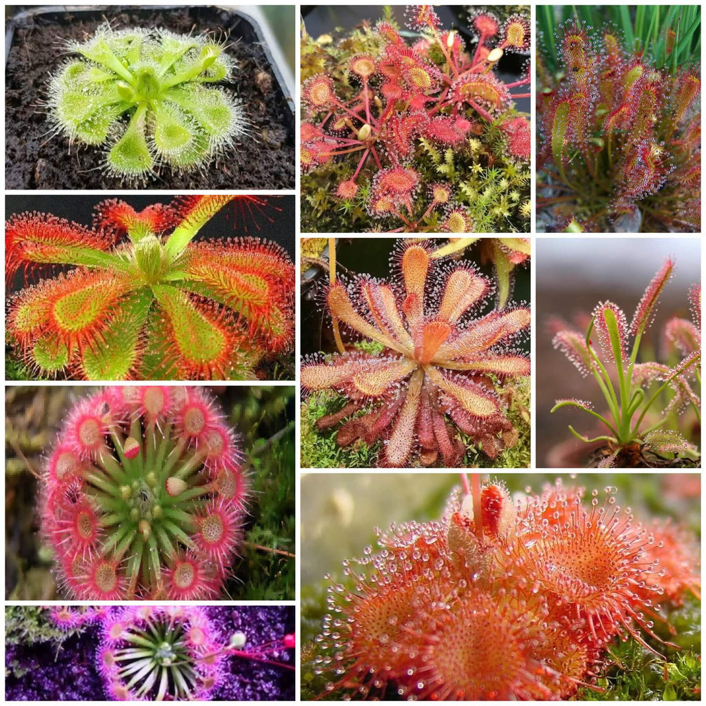 Sundew Seeds - Mixed Garden Seeds for Growing