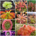 Sundew Seeds - Mixed Garden Seeds for Growing