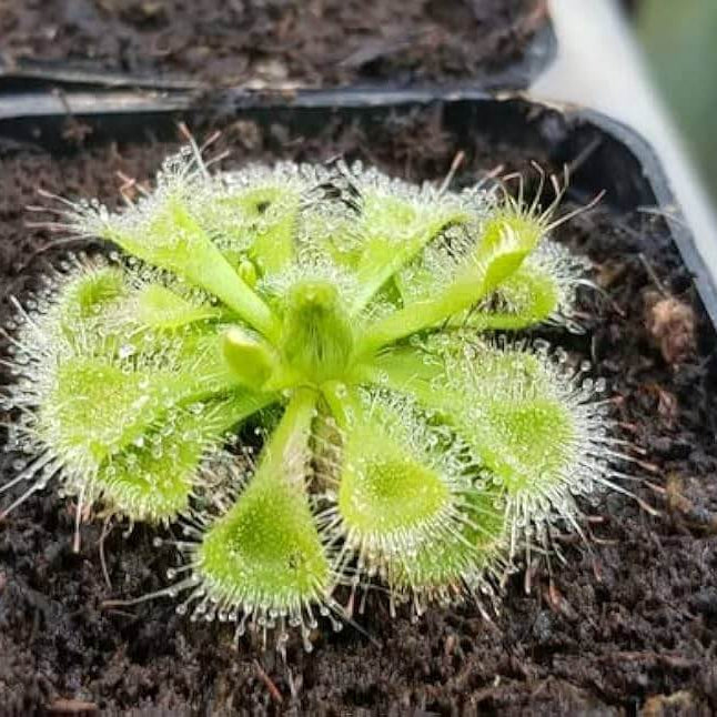 Sundew Seeds - Mixed Garden Seeds for Growing