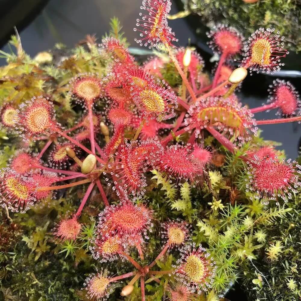Sundew Seeds - Mixed Garden Seeds for Growing