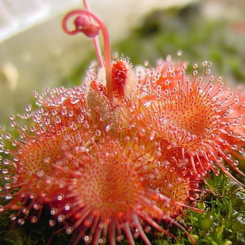 Sundew Seeds - Mixed Garden Seeds for Growing