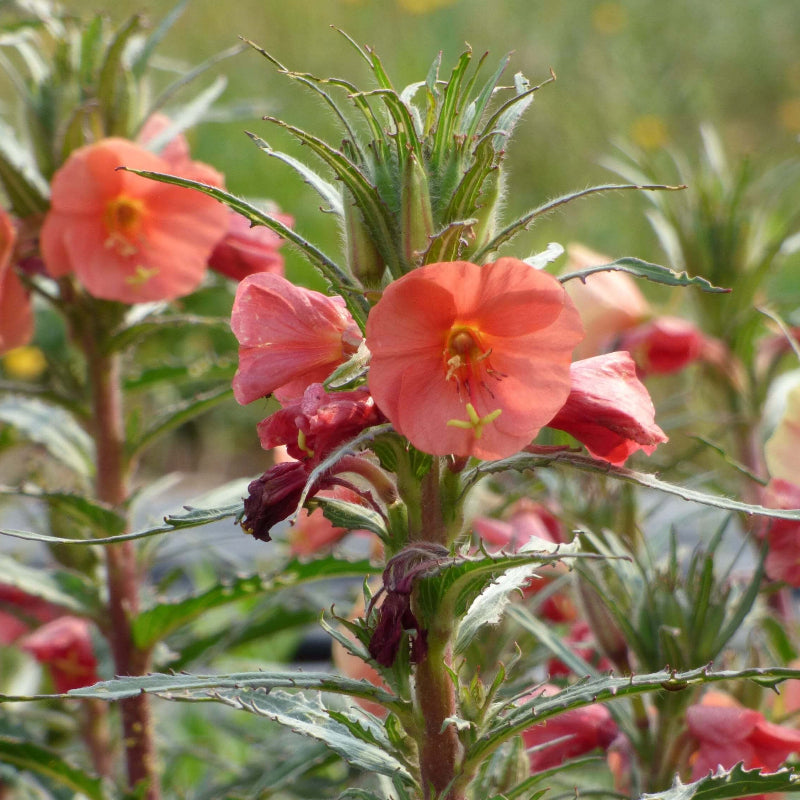 Sunset Red Primrose Seeds - Heirloom Flower Garden Seeds for Growing