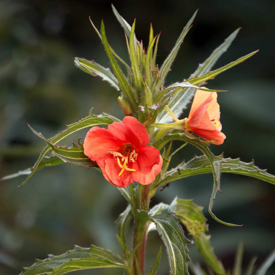 Sunset Red Primrose Seeds - Heirloom Flower Garden Seeds for Growing