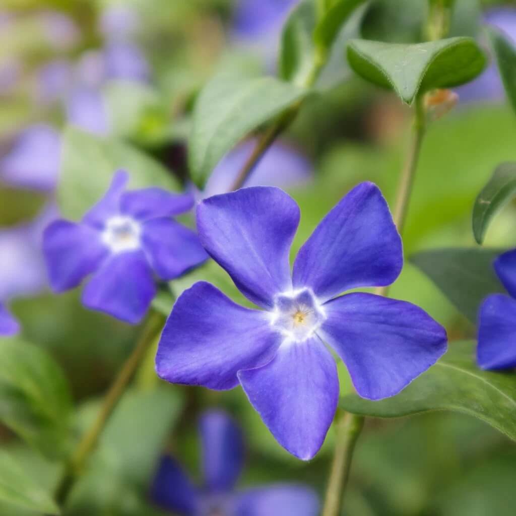 Sunsplash Blue Vinca Seeds - Heirloom Flower Garden Seeds for Growing