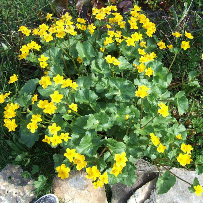 Swamp Marigold Seeds - Heirloom Flower Garden Seeds for Growing