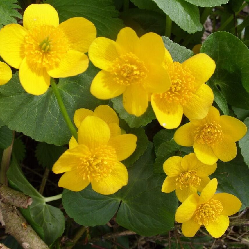 Swamp Marigold Seeds - Heirloom Flower Garden Seeds for Growing