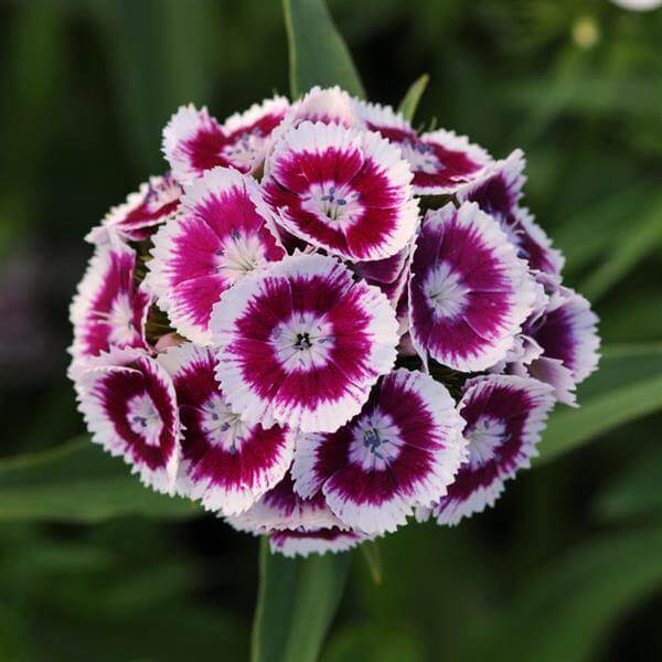 Sweet William Seeds - Mixed Garden Seeds for Growing