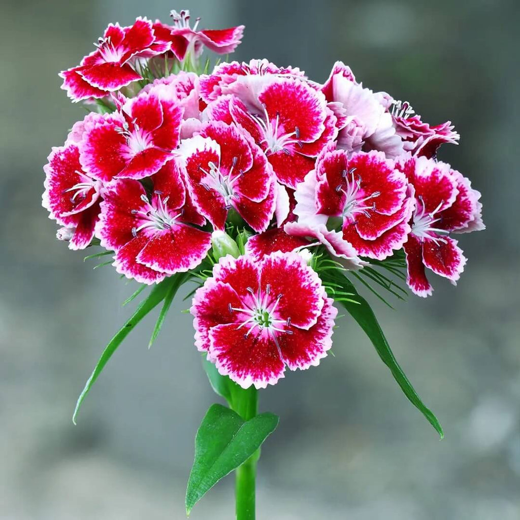 Sweet William Seeds - Mixed Garden Seeds for Growing
