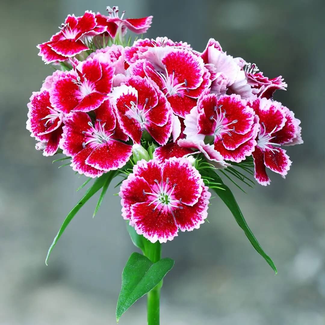 Sweet William Seeds - Mixed Garden Seeds for Growing