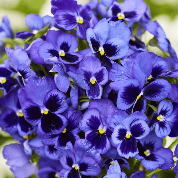 Swiss Giant Pansy Seeds - Heirloom Flower Garden Seeds for Growing