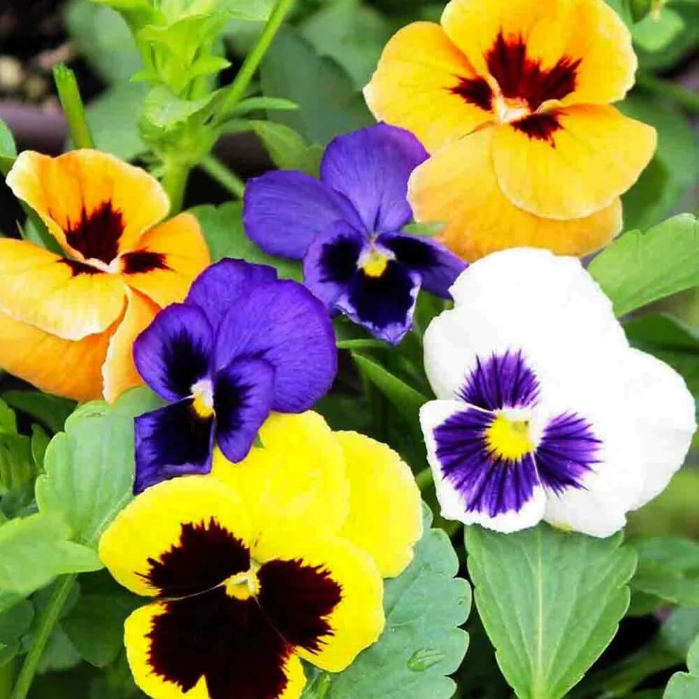 Swiss Pansy Seeds - Heirloom Flower Garden Seeds for Growing