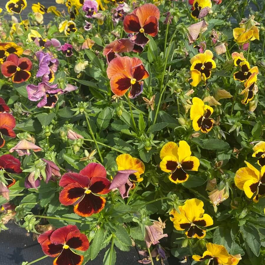 Swiss Pansy Seeds - Heirloom Flower Garden Seeds for Growing