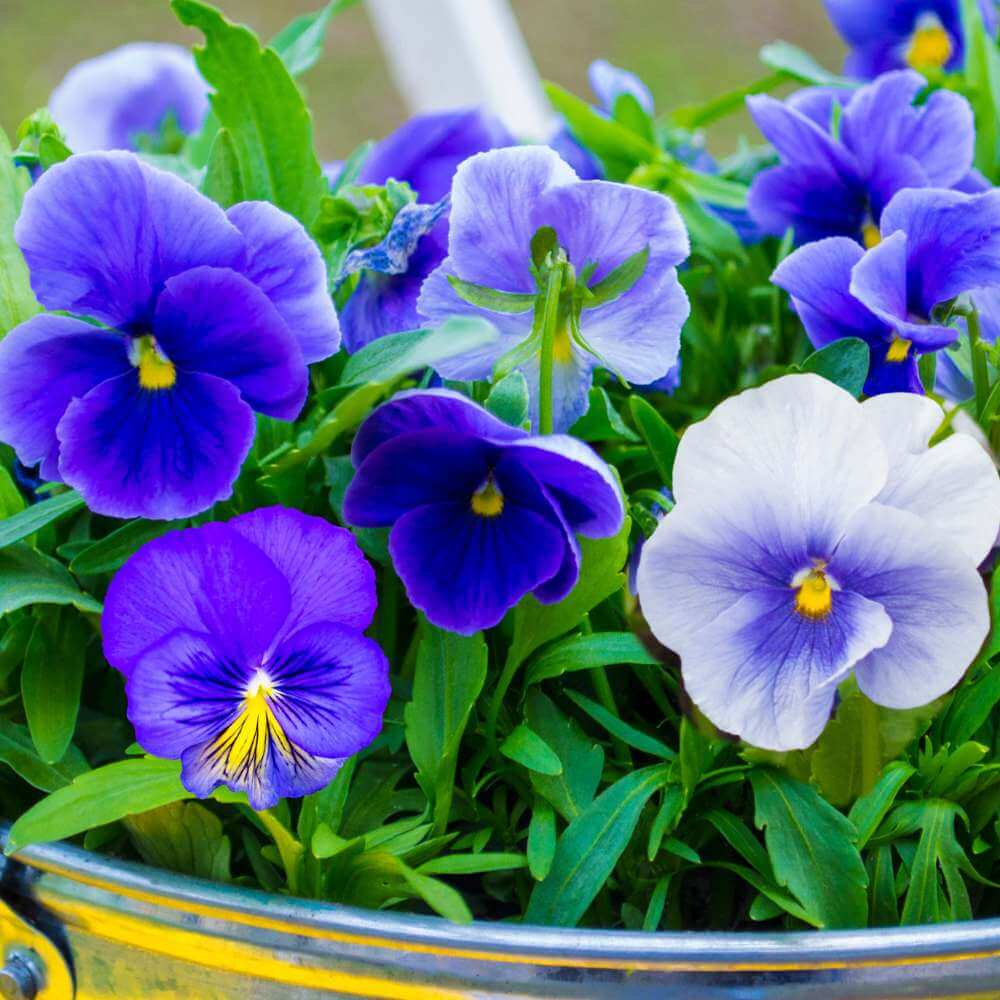 Swiss Pansy Seeds - Heirloom Flower Garden Seeds for Growing
