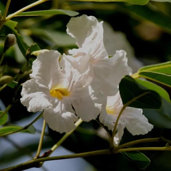 Tabebuia Seeds - All In One For Home Gardens