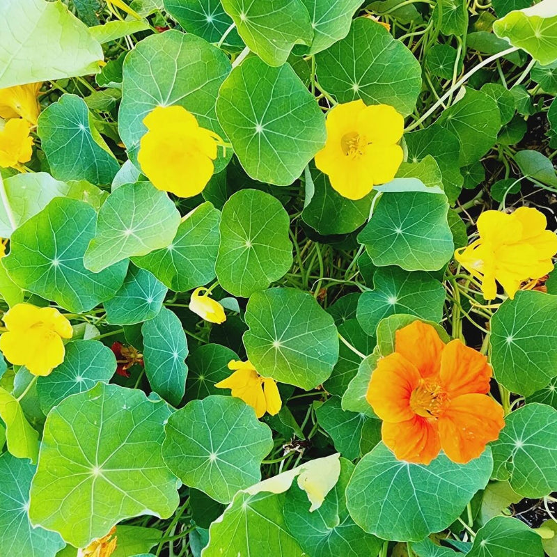 Tall Rollier Nasturtium Seeds - Heirloom Flower Garden Seeds for Growing