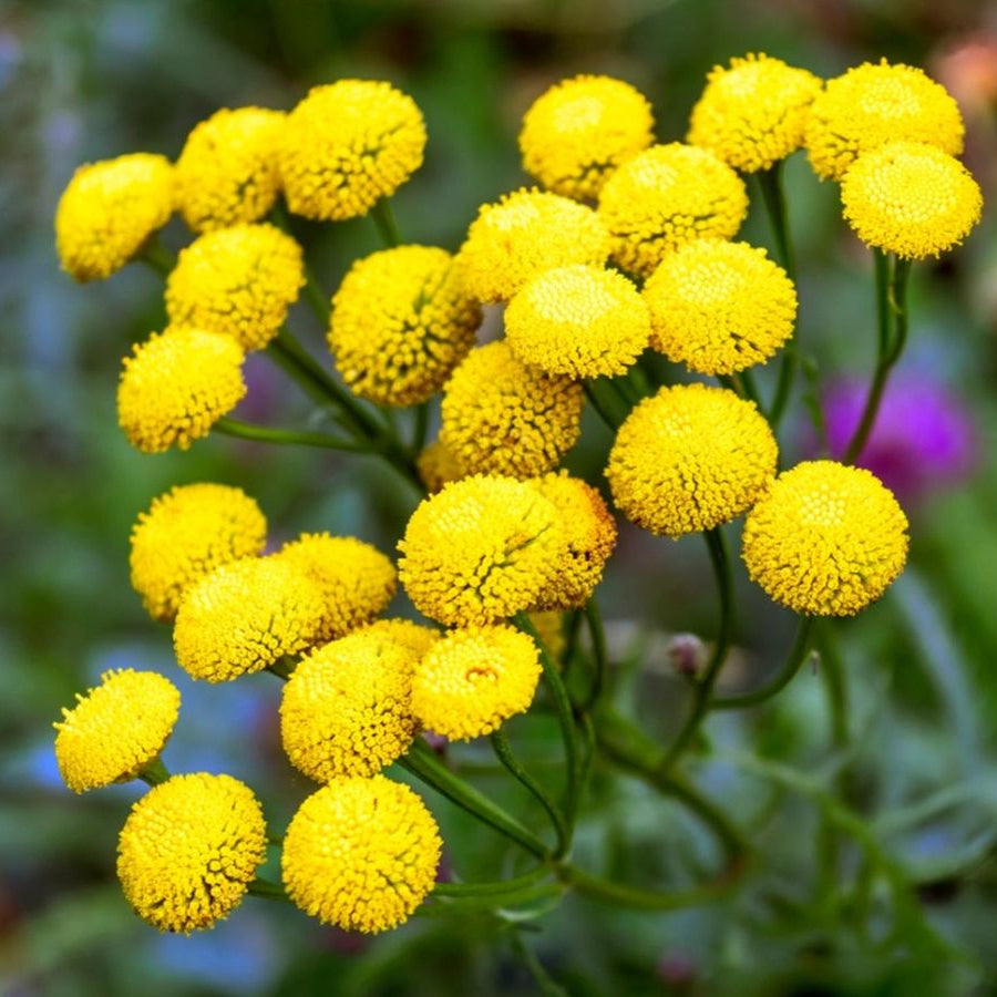 Tanacetum Vulgare Tansy Seeds - Heirloom Flower Garden Seeds for Growing