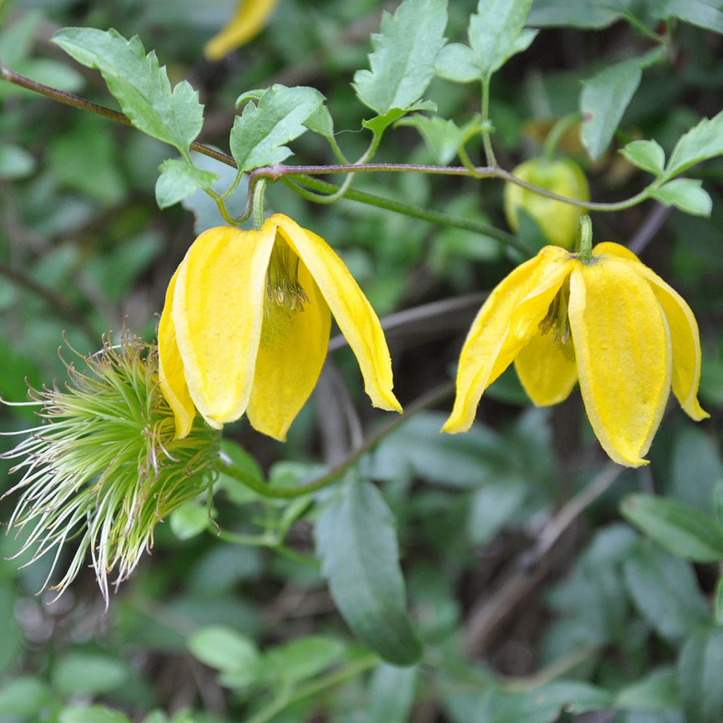 Tangutica Clematis Seeds - Heirloom Flower Garden Seeds for Growing