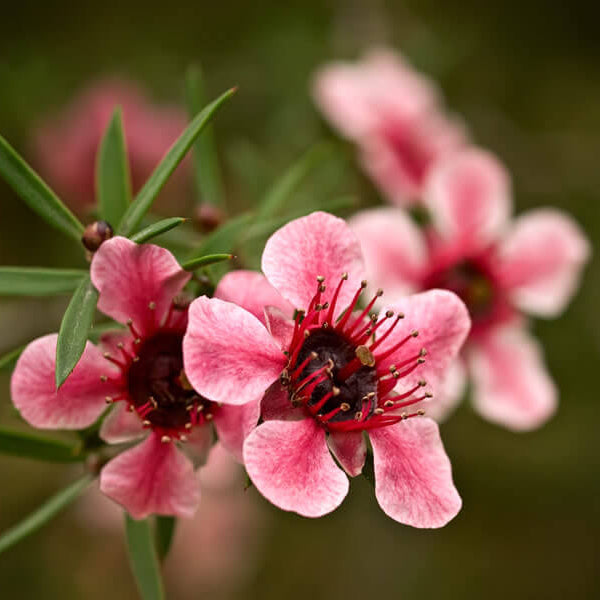 Tea Tree Manuka Seeds - Heirloom Flower Garden Seeds for Growing