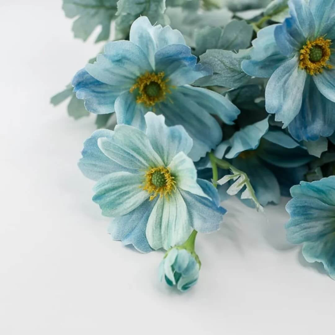 Teal Blue Cosmos Seeds - Heirloom Flower Garden Seeds for Growing