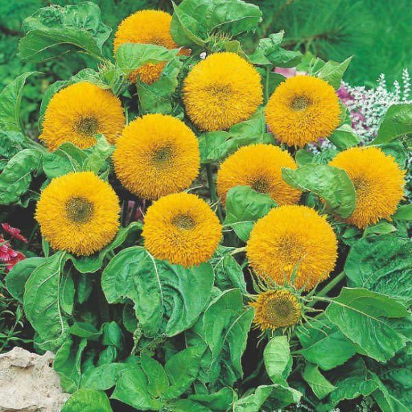Teddy Bear Dwarf Sunflower Seeds - Heirloom Flower Garden Seeds for Growing